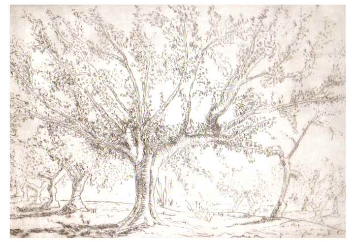 olivos.jpg (43757 bytes)