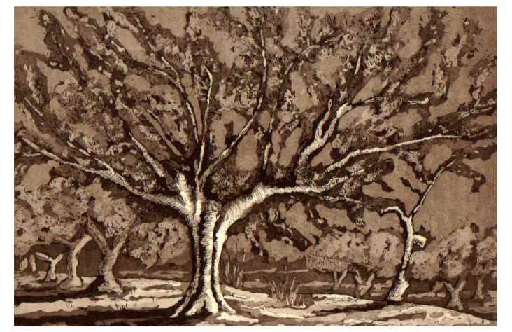 olivos2.jpg (50812 bytes)